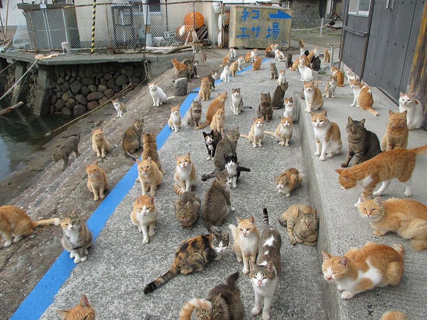 Tempat Wisata Yang Wajib Dikunjungi Oleh Pecinta Kucing